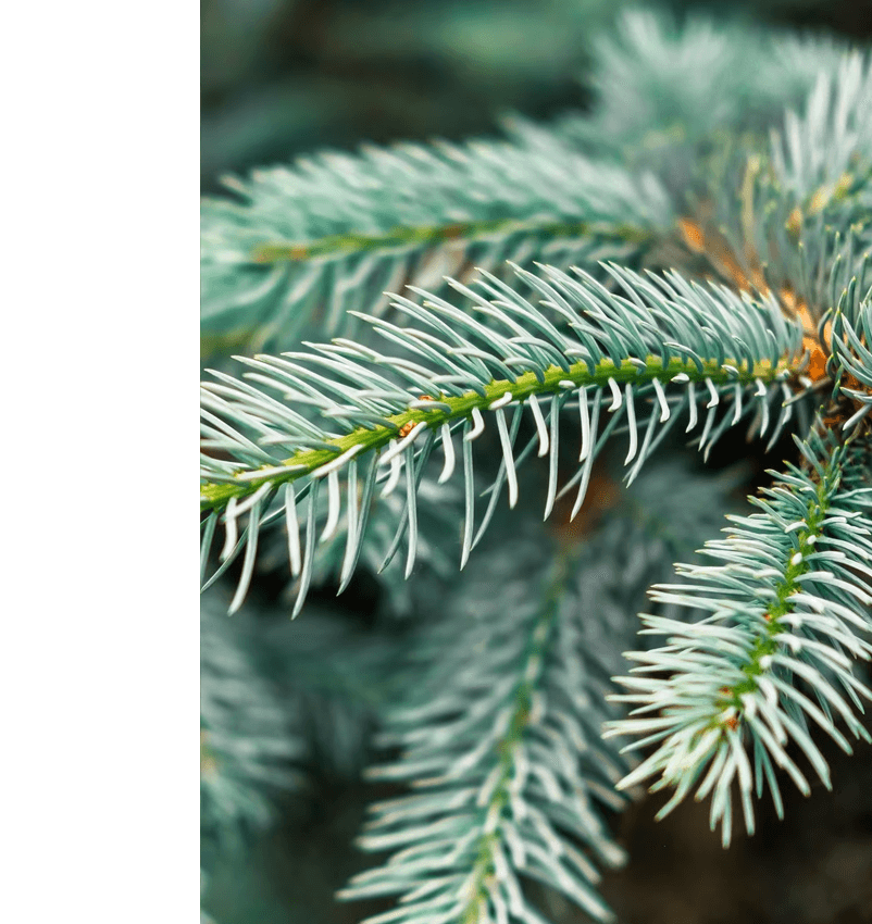 Blue Spruce Christmas Tree