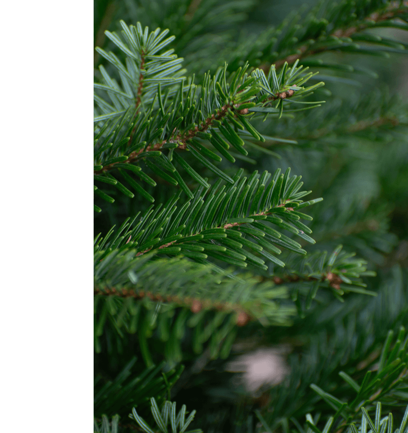 Korean Fir Christmas Tree