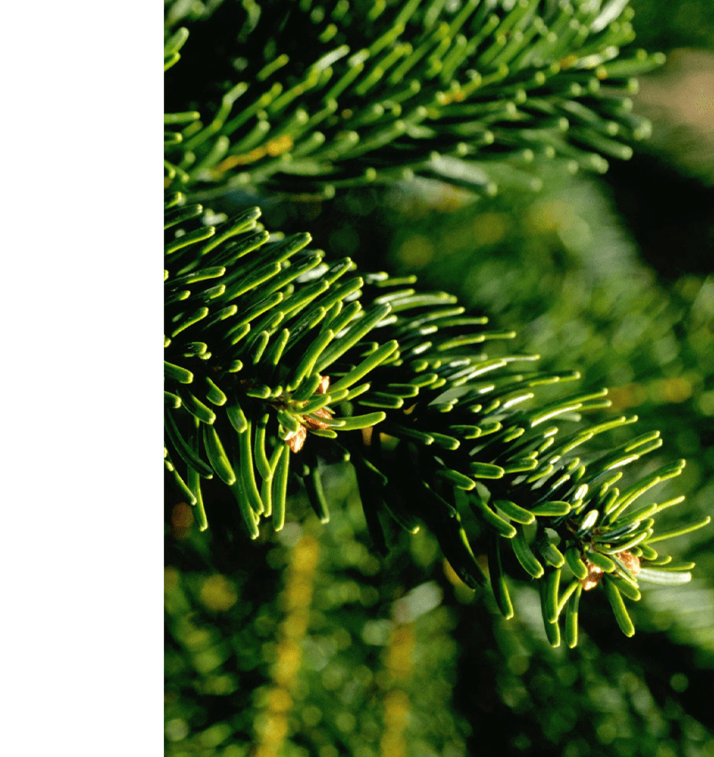 Noble Fir Christmas Tree