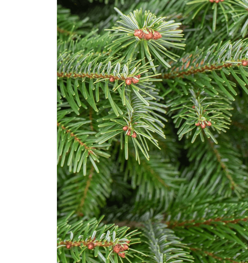 Nordmann Fir Christmas Tree