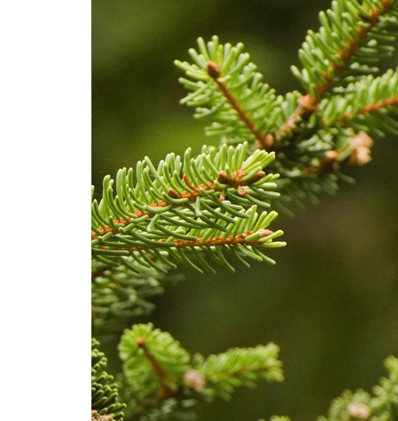 Norway Spruce Christmas Tree